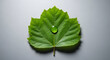 © jawaid - Stunning green leaf with a glistening water droplet symbolizes freshness, purity and nature's renewal