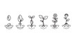 © Tanvir - Plant growth stages seed germination sprout seedling young plant blooming flower evolution vector