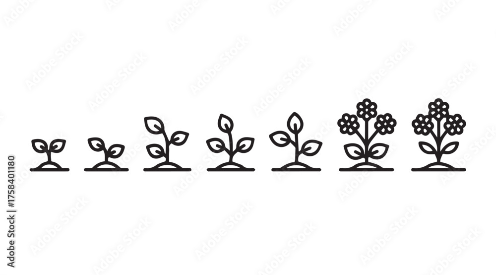 Sequence of plant growth stages from seedling to flowering plant ...