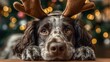 © Marco - cute dog with Christmas reindeer antler headband