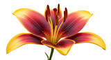 Bicolor Lily Flower With Yellow Edges and Red Center