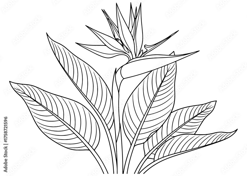 Bird Of Paradise Outline
