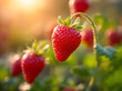© Obsure - Fresh strawberries on the vine in a natural garden setting, with dewdrops and sunlight