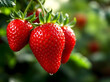 © Obsure - Fresh strawberries on the vine in a natural garden setting, with dewdrops and sunlight