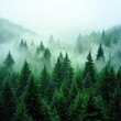 © srivilai - Dense Evergreen Forest with Misty Overcast Sky Green Pines and Spruces Trees Landscape with a Natural Tranquil Atmosphere in Soft Daylight
