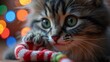© Rini - Adorable Kitten Playing with Christmas Candy Cane Toy.