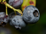 Macro detail of a ripe Canadian blueberry on a twig.
