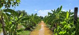 Banana plantation with lush green trees under a bright blue sky