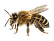 © Dece Std - Honeybee, detailed side view. Isolated on black. Winged, striped body, antenna visible
