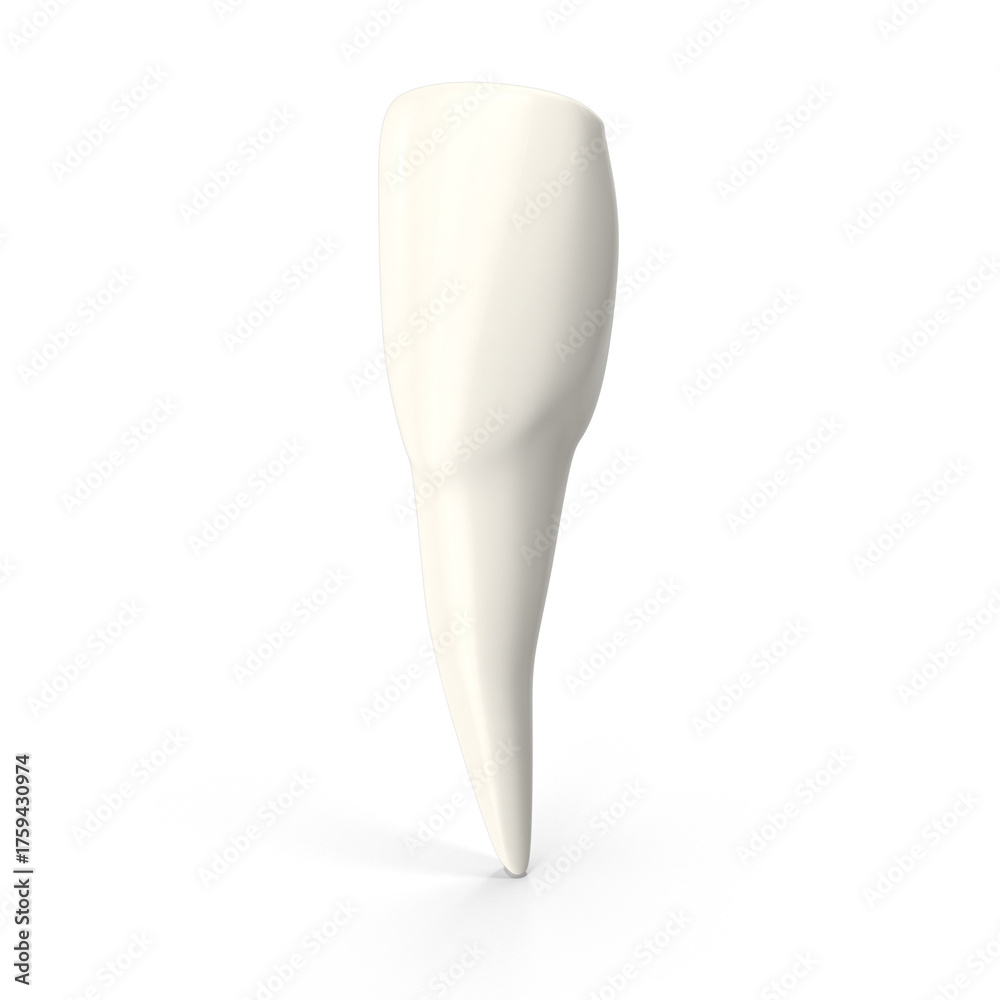 upper central incisor tooth. 3D illustration of the anatomy of the ...