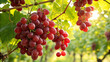 © Sabbir Digital - Red Grapes on tree in garden, Grapes hanging on tree in natural warm sunlight background