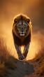 © miss irine - Lion walks along sandy path among dry grass. Big feline predator strolls through gold savanna. Wild mammal goes to camera at sunset. Wild animal looks forward confidently.