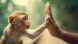 © Anastasiia - A young monkey giving a high-five to a human hand. Concept Playful animal-human interaction, Monkey high-five with a human hand, Curious young monkey, Friendly wildlife moment, Cute primate encounter