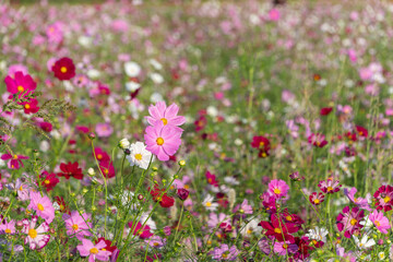  秋晴れに咲き誇るピンクと白のカラフルなコスモス畑