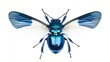 © faiz - An isolated bug with metallic blue body and clear wings, floating in a clean white background in editorial insect catalog style