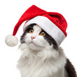 © Samoresh - Black cat with red christmas santa hat isolated on white or transparent background