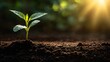 © kirania - Tiny green seedling emerges from rich soil under warm sunlight.
