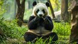© sambath - A panda bear sitting in a lush green forest, eating bamboo leaves.