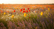 © Luan - A field of colorful wildflowers including poppies daisies and lavender at golden hour in the countryside