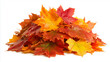 © Ahmar Stock - a pile of colorful autumn leaves isolated on a white background,