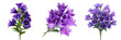 © Subro - Set of Fresh blooming purple bellflowers with delicate petals on transparent png background. Ai generated