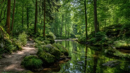  A forest with a stream running through it. The water is clear and the trees are lush and green. The scene is peaceful and serene, with the sunlight filtering through the leaves and creating a warm