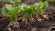 © mila103 - Young spinach plants are emerging from dark fertile soil. The lush green leaves and visible roots indicate healthy growth in a garden during spring.
