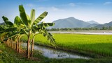 Banana Trees And The Paddy Field Background With River Irrigation