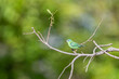 © xandepontes - Saí azul fêmea (Dacnis cayana) pousado em um galho sob um lindo fundo verde desfocado