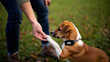 © Enigma - Dog giving paw to an owner's hand, receiving a dog treat during outdoor training, building trust, connection, and obedience while wearing a tracking collar