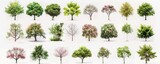 Tree Collection on White Background for Design/Architecture Renders or Botanical Use