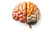 © 洁 张 - Illustration of a human brain divided into hemispheres, representing emotion and logic with warm colors.
