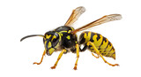 Full-body view of a wasp with yellow and black stripes  