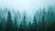 © 69 - Serene Misty Forest Landscape with Tall Evergreen Trees in a Dreamlike Atmosphere Creating a Calm and Tranquil Scene for Nature Lovers