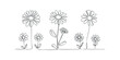 © Maestro - Minimalist line drawing of daisies in a row