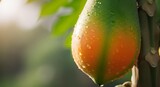 Ripe Papaya Fruit on Tree with Dew Drops in Tropical Garden