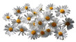 © Bombom - A cluster of white daisies with yellow centers, arranged in a loose, horizontal grouping against a black background.