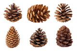 set of christmas pine cones isolated on white or transparent png