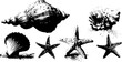 © Artem - Black and white high contrast seashell and starfish design for poster or print
