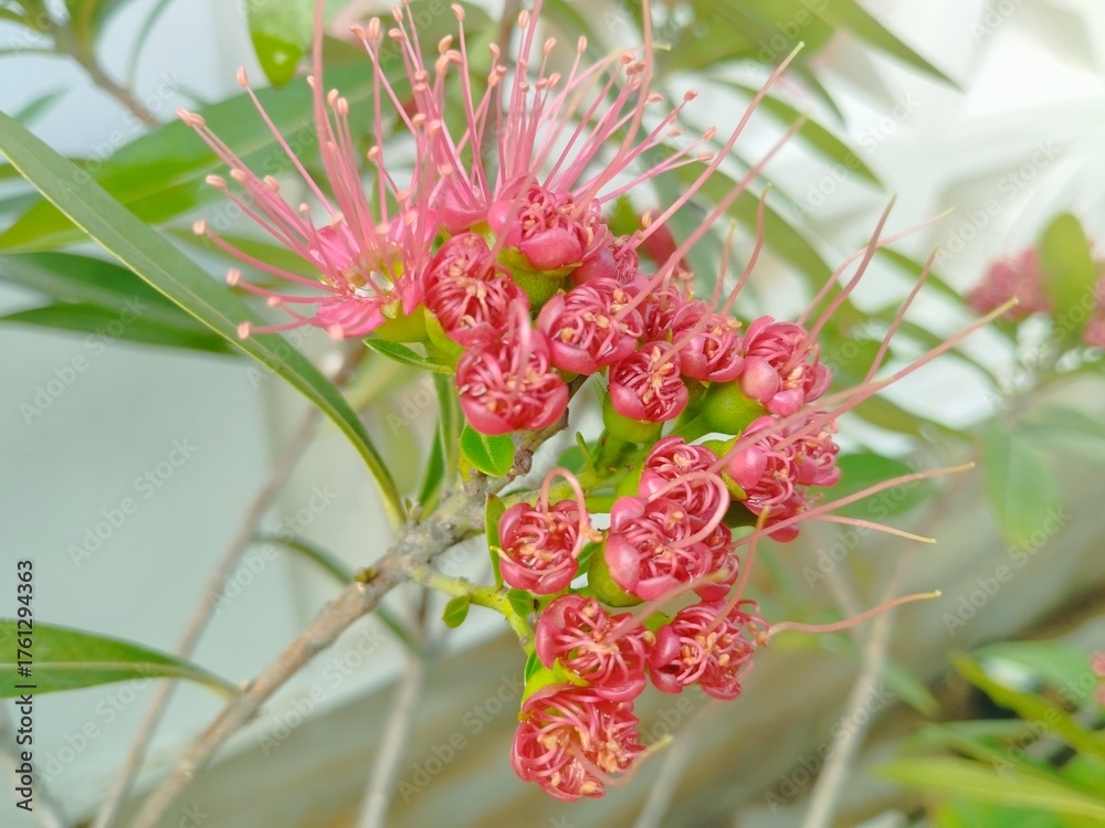 The main flower seen in the image is identified as the Southern Rata ...