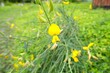 © Ellevena - Bright Yellow Sunn Hemp Flowers Blooming in Field, Crotalaria juncea Plant
