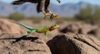 © Aldiwftr - Close-up of a green and orange lizard running on a rocky terrain with a bird of prey swooping down in a desert landscape with warm tones.