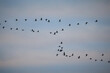 © Couperfield - Large groups of common cranes flying to night location in Hungary countryside
