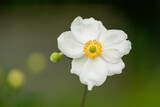 Closeup of a white single flower of the anemone japonica honorine jobert on a green background