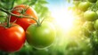 © Chatchanan - Harvesting fresh tomatoes in a sunlit garden nature photography lush green environment vibrant colors
