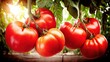 © Chatchanan - Harvesting fresh organic tomatoes in a lush green garden nature photography vibrant environment close-up view