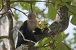 © Erhard Nerger/imageBROKER - White-shouldered capuchin monkey (Cebus capucinus), Manuel Antonio National Park, Costa Rica