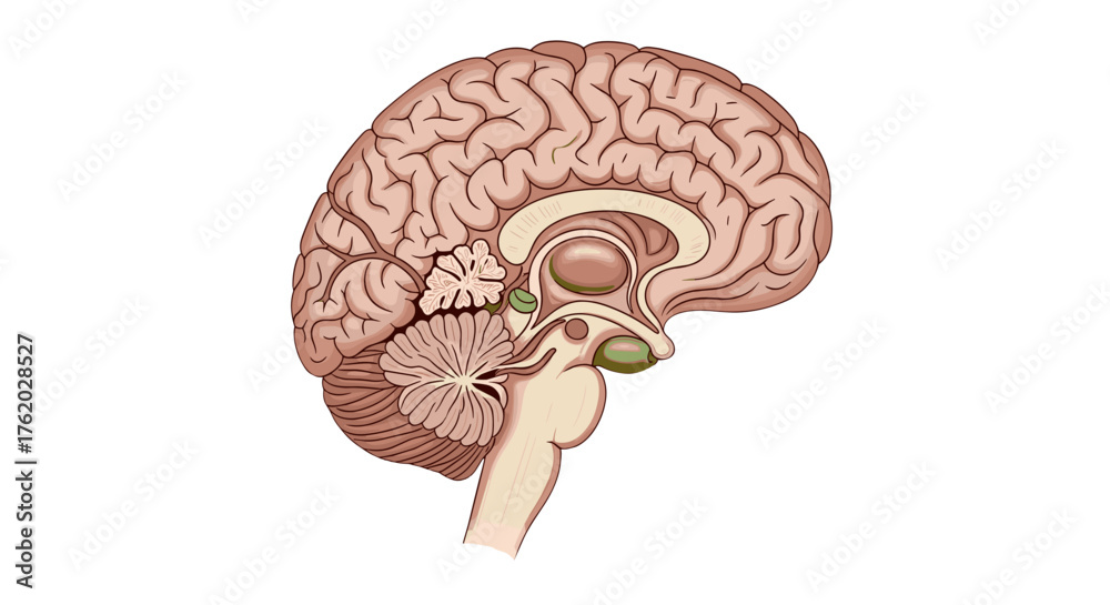 Human brain anatomy illustration showing cerebrum cerebellum and ...
