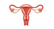 © Tadeu - Human female reproductive system anatomy diagram including uterus fallopian tubes and ovaries illustration on transparent background