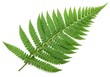 © MstKazole - A single green fern frond isolated on white background
